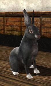 Black Rabbit