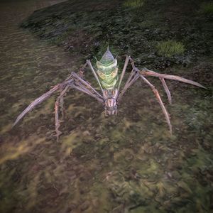 Marsh Spider.jpg