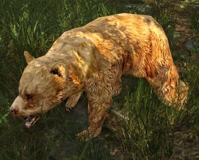 Wood-bear Cub (Shire) - Lotro-Wiki.com