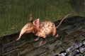Spotted Shrew