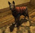 Tamed Variag Hound