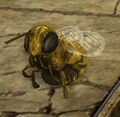 Big Honey Bee