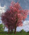 Small Grove of Flowering Spring Trees