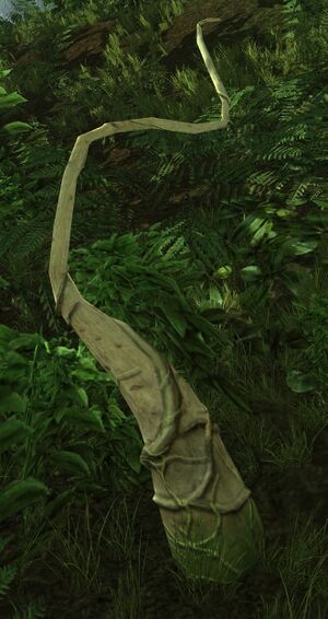 Broken Oak-root.jpg