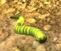 Green Glow Worm