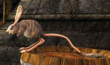 Striped Jerboa