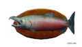 30-pound Salmon