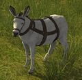 Alabaster Donkey