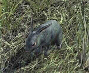 Image of Broadacres Bunny