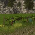 Grape Vineyard