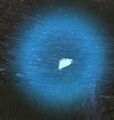 Blue Firefly