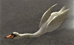 Image of Haerloeg Swan