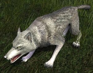 Howling Grey Wolf.jpg
