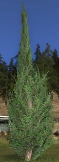 Small Cedar Tree
