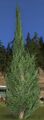 Small Cedar Tree