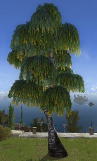 Culumalda Tree