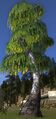 Culumalda Tree