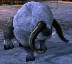 Frost Aurochs