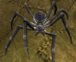 Black Camel Appearance Legacy of Morgoth Ultimate Fan Bundle