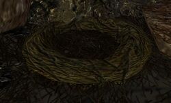 Image of Shrew Nest
