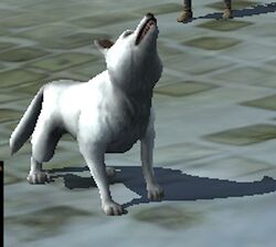 White Wolf-dog