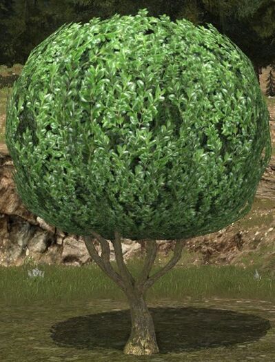 Large Round Topiary