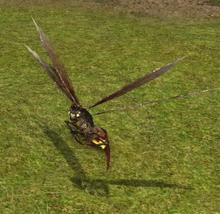 Amber Fire-fly