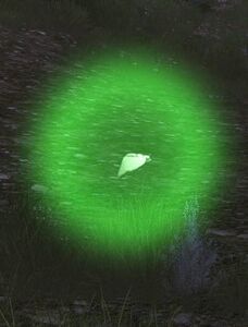 Summer Concert Firefly