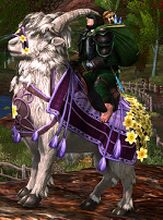 Daffodil Celebration Goat