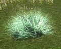 Light Green Fungal Bush