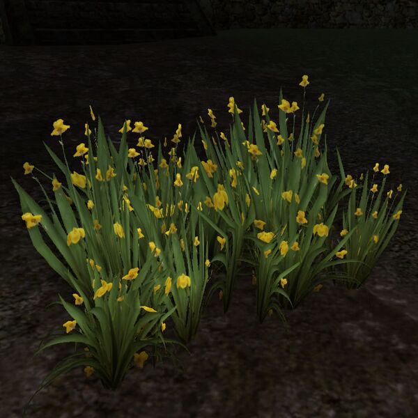 File:Clump of Wild-blooming Gladdens.jpg