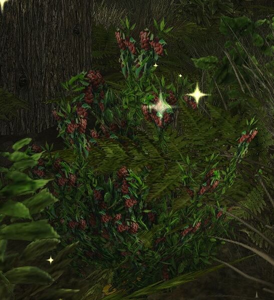 File:Rotting Berries.jpg