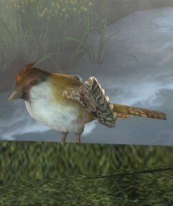Image of Sparrow
