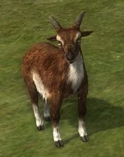 Umber Goat