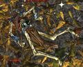 Thumbnail for version as of 12:55, 6 June 2025