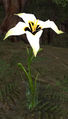 Thumbnail for version as of 20:54, 29 March 2009