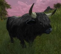Aurochs Bull.jpg