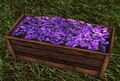 Low Violet Planter