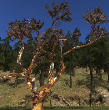 Gnarled Moulder-wood (Red)