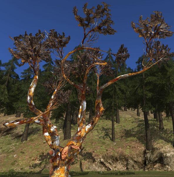 File:Gnarled Moulder-wood (Red) (Wide).jpg