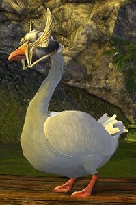 Pet