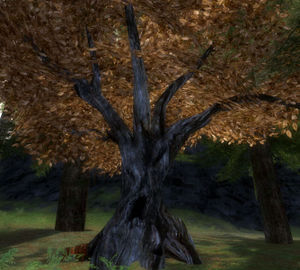 Leafcull Fell-oak.jpg