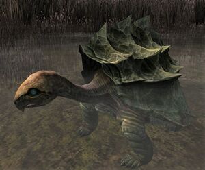 Image of Noman Tortoise