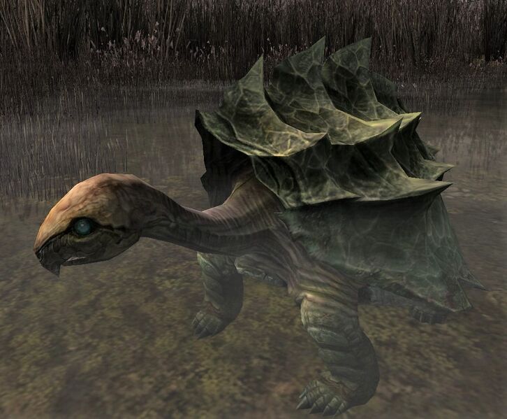 File:Noman Tortoise.jpg