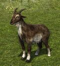 Light Grey Goat