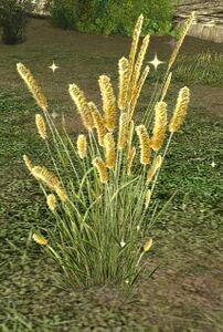 Yellow Cattail