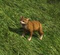 Ginger Cat in grass