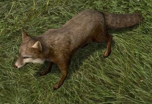 Brown Fox.jpg