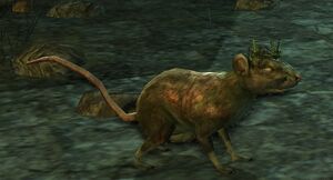 Rat king, Wiki