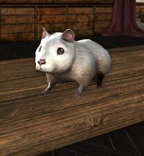 White Hamster